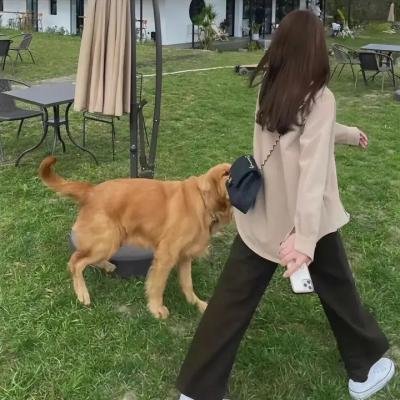厨神小当家第二季